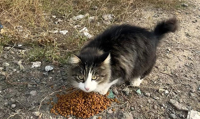 Iğdır'ın Sokak Dostları