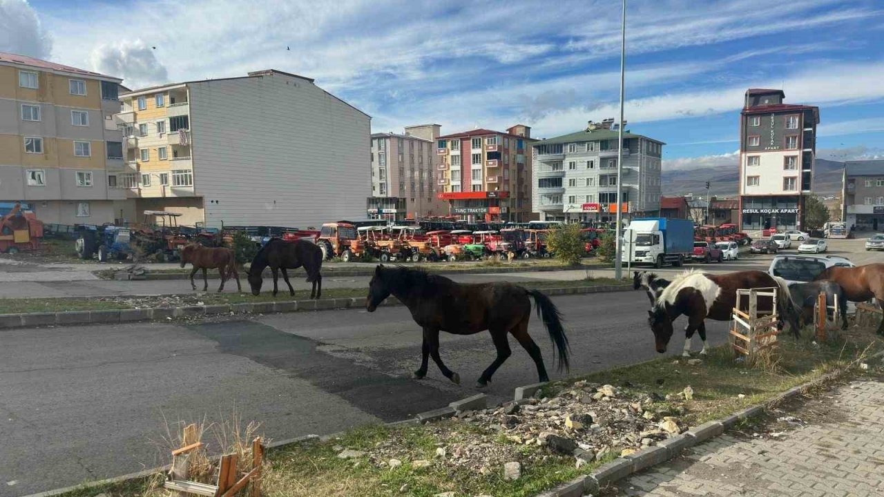 Ardahan'da Başıboş At Tehlikesi: Caddelerde Sürü Halinde Dolaşan Atlar Trafiği Aksatıyor