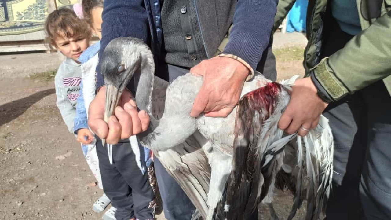 Ardahan’da Kanadından Yaralı Bulunan Turna Kuşu Tedavi Altına Alındı