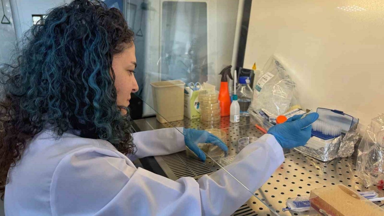 Diyabetik Yaralara Borlu Umut: Nanofiber Yara Örtüsü Projesi TÜSEB'den Destek Aldı