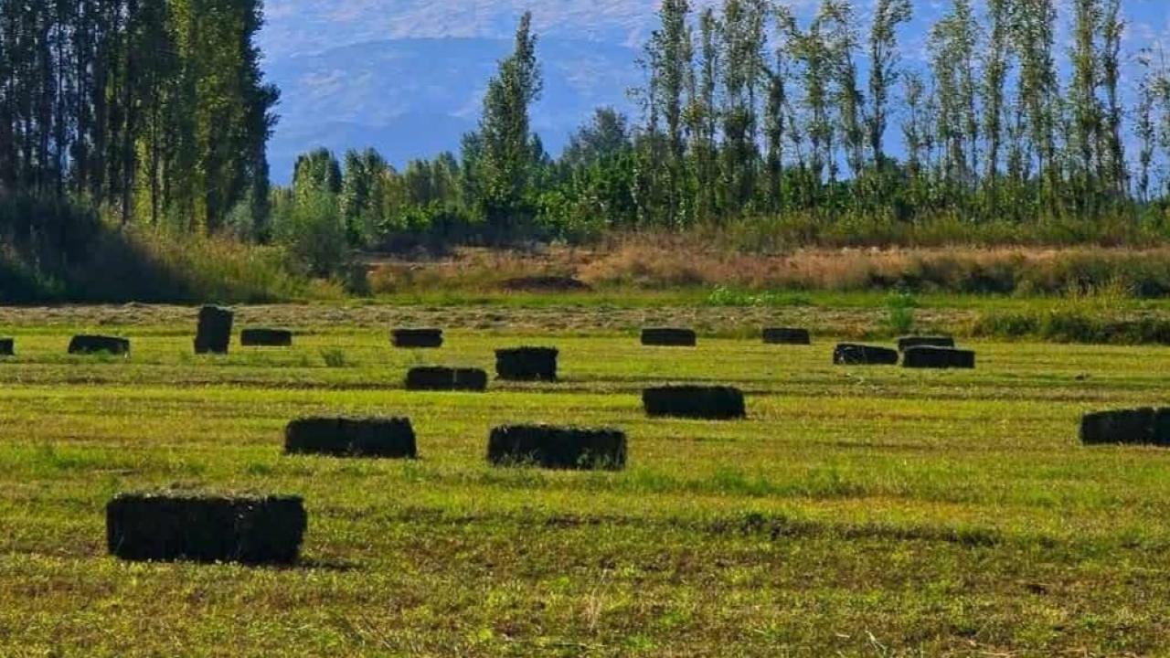 Doğunun Çukurovası Iğdır'da Yonca Hasadında Son Biçim Tamamlandı