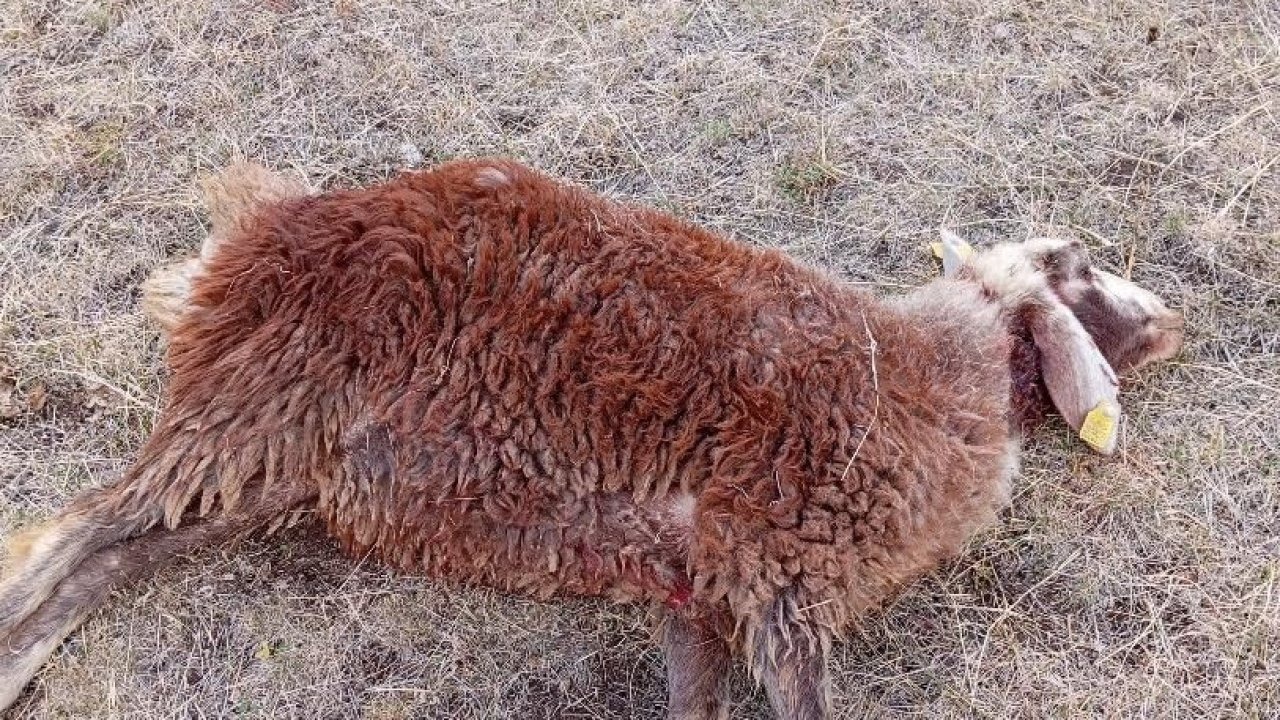 Erzurum Horasan’da Kurt Saldırısı: 3 Koyun Telef Oldu