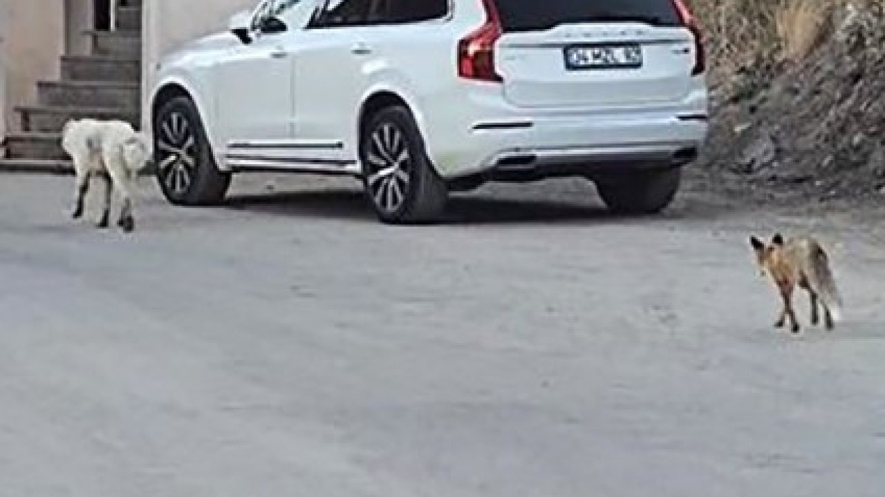 Hakkari’nin Dağgöl Mahallesi’ndHakkari’de İlginç Görüntü: Tilki, Sokak Köpeğinin Peşinden Ayrılmadı