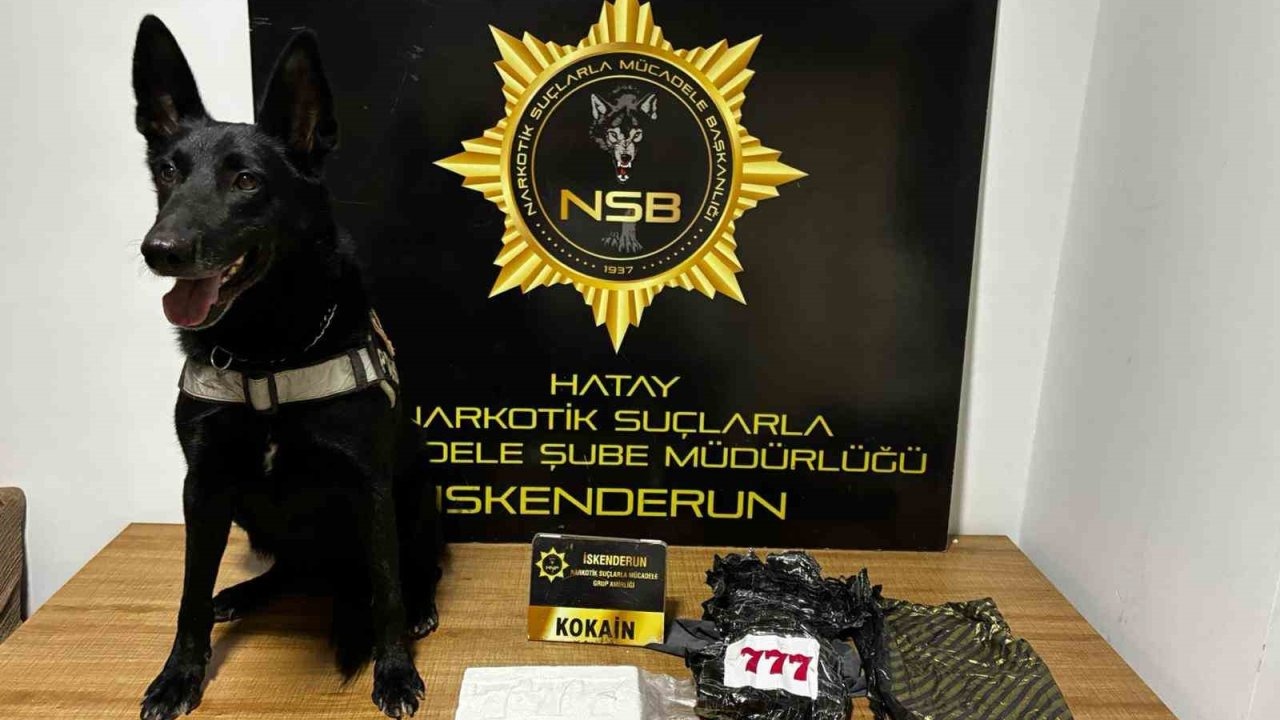 Hatay'da Narkotik Köpek Kaputun Altına Saklanmış 5.5 Milyon TL Değerindeki Kokaini Buldu!