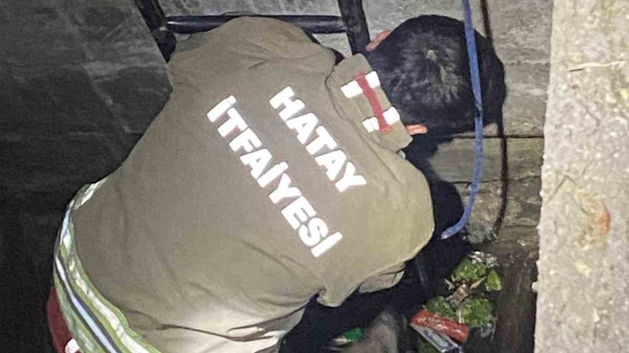 Hatay'da Su Dolu Kuyuya Düşen 2 Köpeği İtfaiye Kurtardı