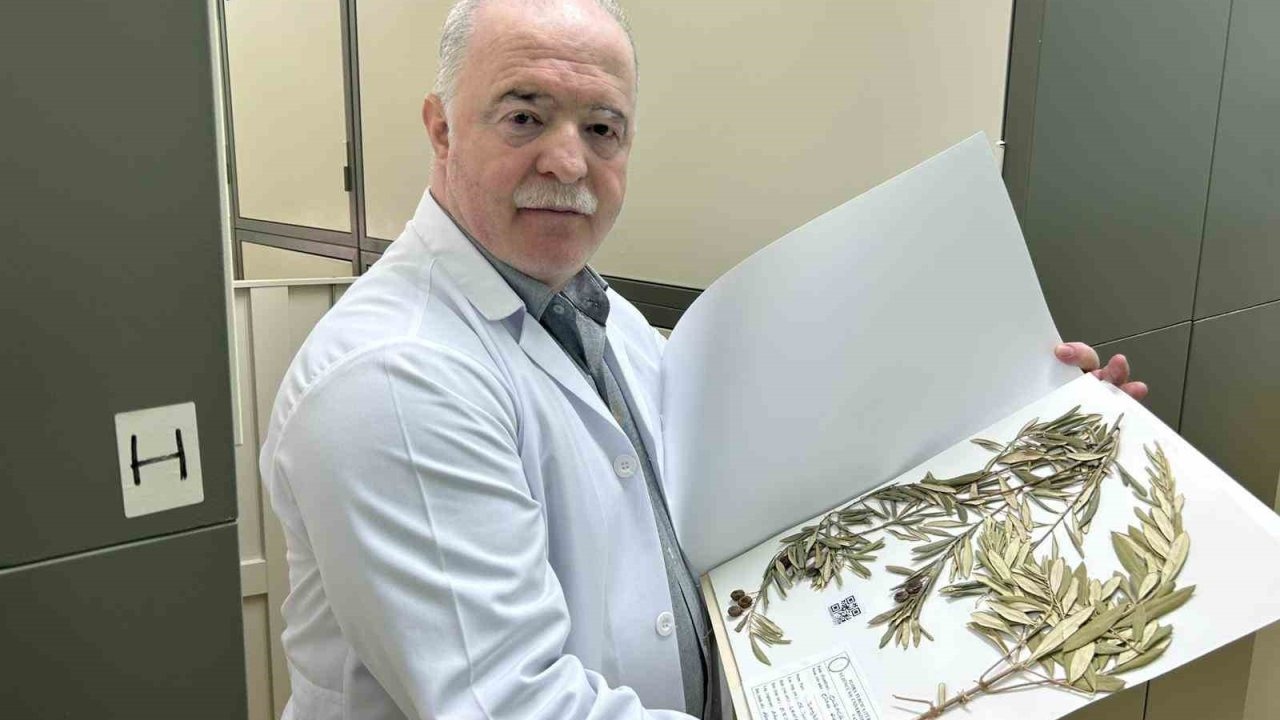 Nuh'un Gemisi'nin Yerine 'Zeytin Dalı'ndan Bilimsel Kanıt İddiası: Cudi Dağı'nda Doğal Zeytin Ağacı Tespiti!