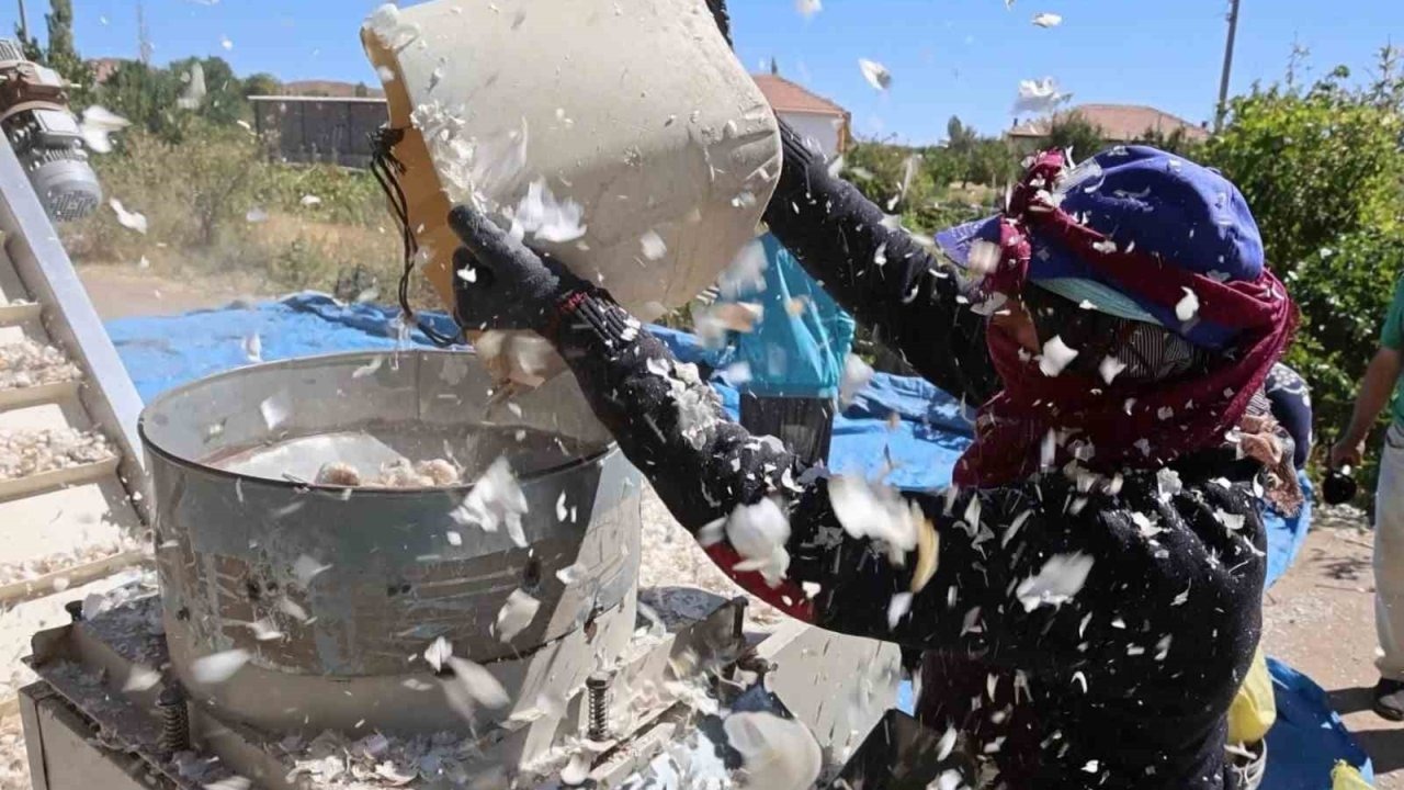 'Süper Sarımsağı' İçin Ekim Sezonu Başladı: Hedef 150 Ton Rekolte