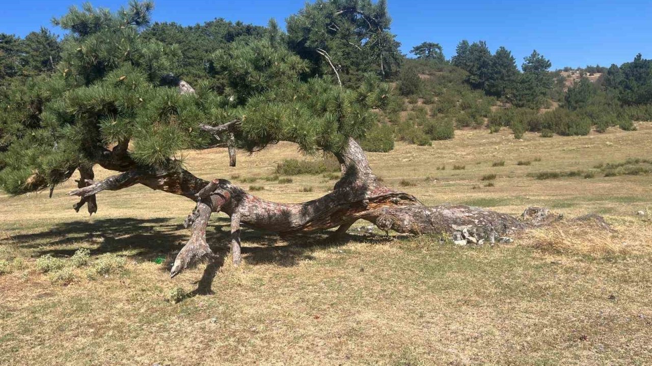 Yıldırımın Yaraladığı, Yıkılmayan Çam Ağacı Süleymanlı Gölü'nün Simgesi Oldu