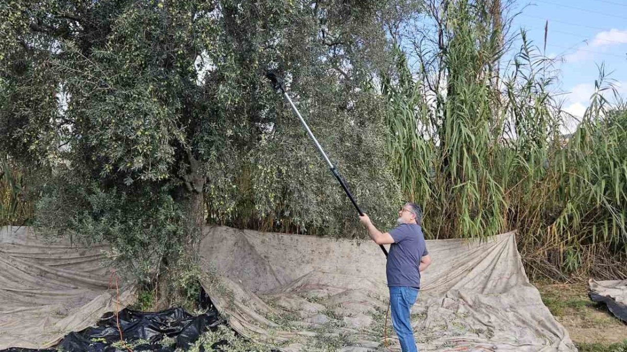 Zeytin Hasadı Başladı: Yağışlar Üreticinin Yüzünü Güldürdü, "Rekolte Çok İyi"
