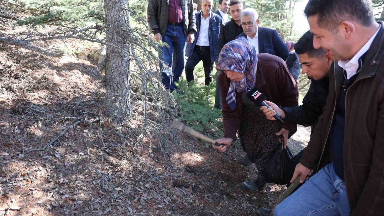 'Beyaz Altın' Tehlikede: Sedir Mantarı Toplayıcılarına Bilinçli Hasat Çağrısı