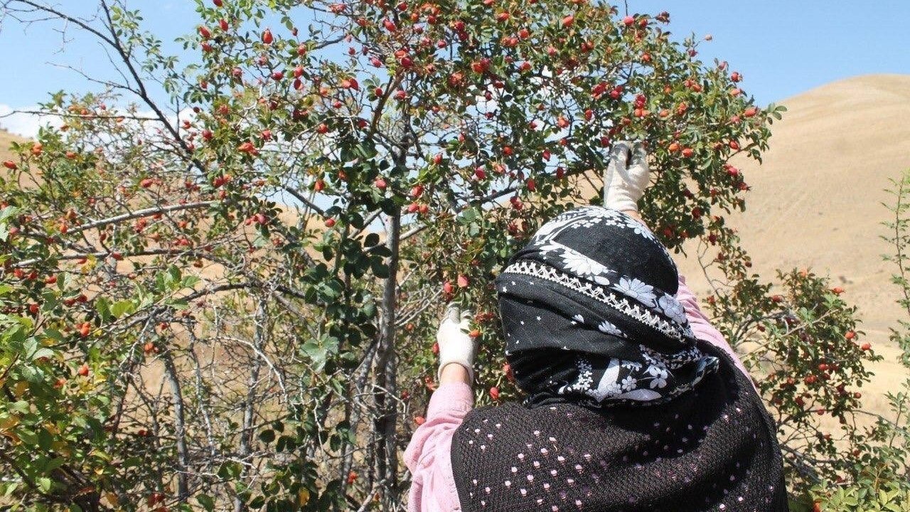 Erzincan'da Kış Hazırlıkları: "Bin Derde Deva" Kuşburnu Mesaisi