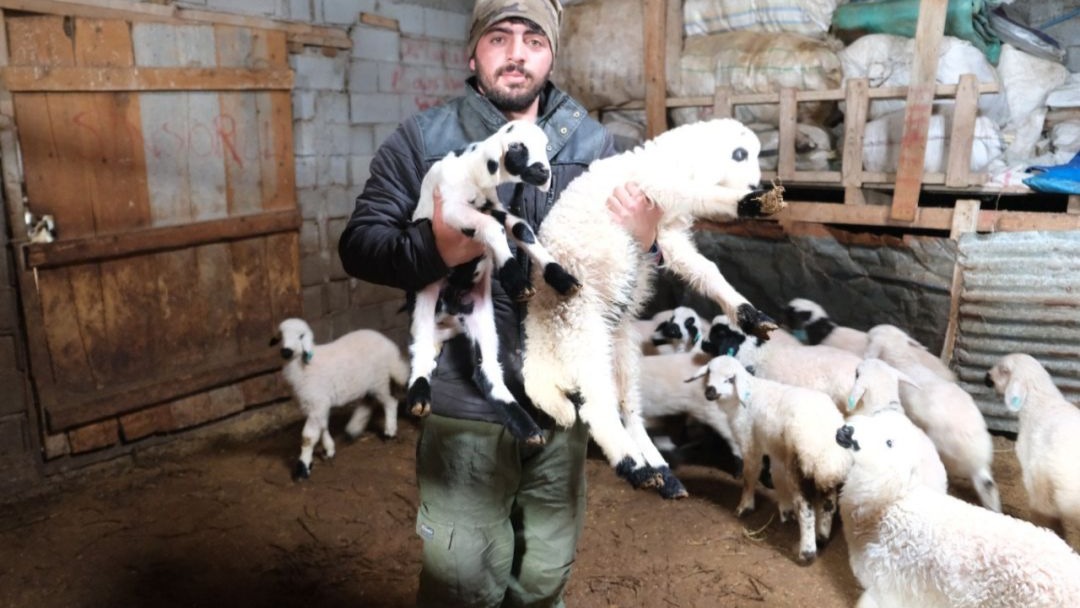 Erzincan'da Yılın İlk Kuzuları Doğdu: Üreticiye Yeni Sezon Umudu