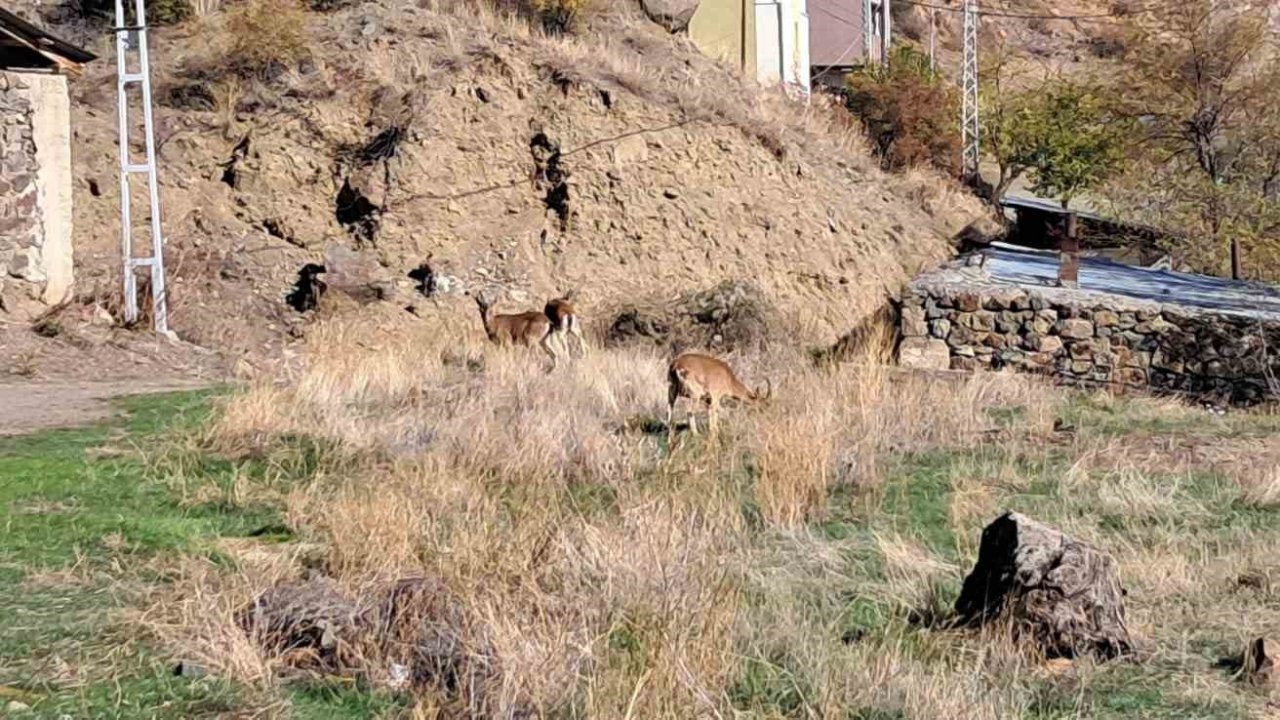 Erzurum Olur'da Yaban Keçileri Köy İçinde: Doğayla İç İçe Yaşam Örneği