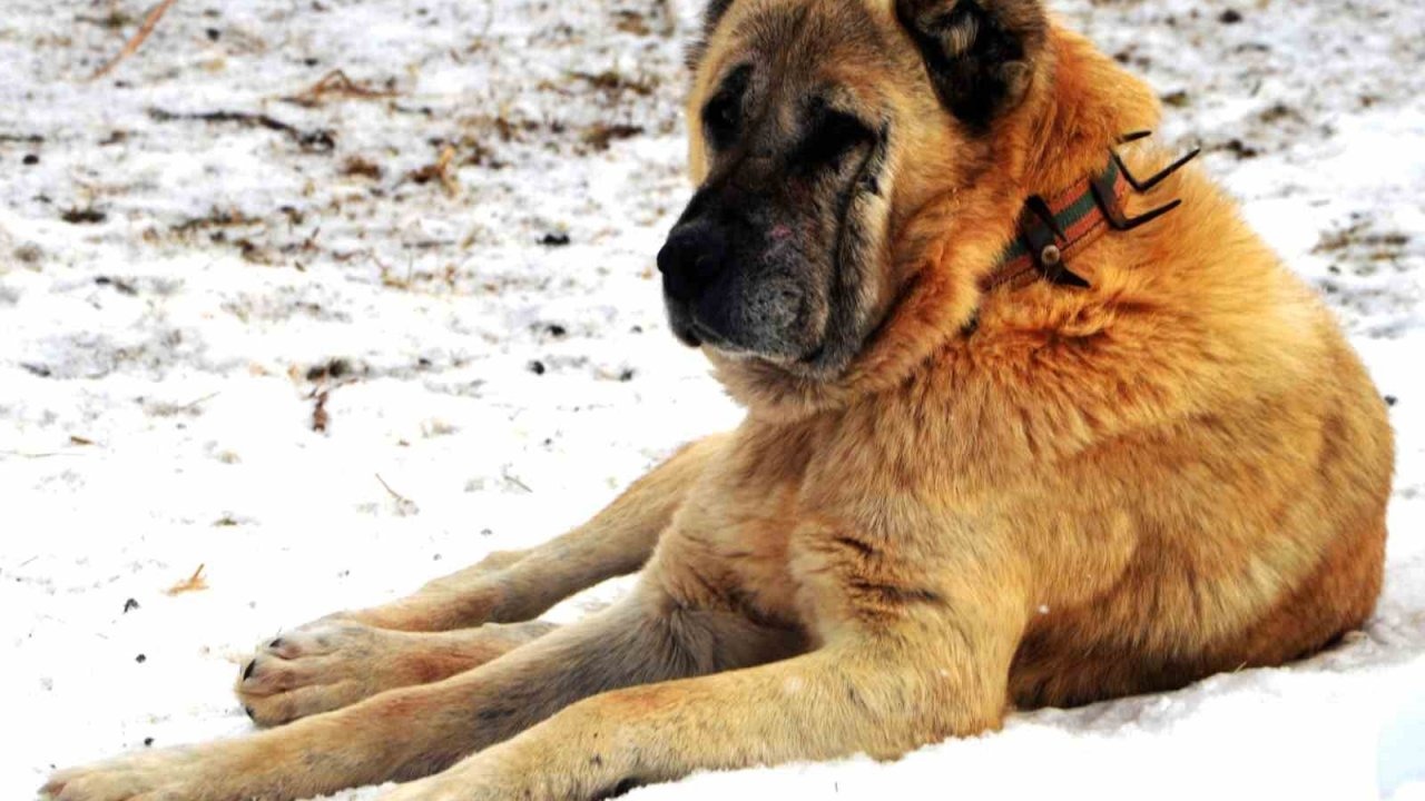Erzurum’dan Amerika’ya Diplomatik Köpek Hediyesi: 1938 Yılına Ait İlginç Belge Ortaya Çıktı