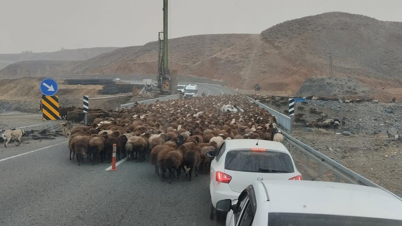 Iğdır Göçerlerinin Zorlu Yayla Sezonu: "Şap Hastalığı Bizi Çok Zorladı"