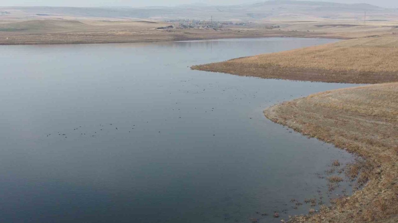 Kars Baraj Gölü, Kuruyan Kuyucuk Gölü'nün Yerine "Yeni Kuş Cenneti" Oldu