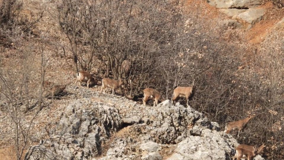 Malatya Akdağ'da Dağ Keçileri Görüntülendi: Yer Çekimine Meydan Okuyor