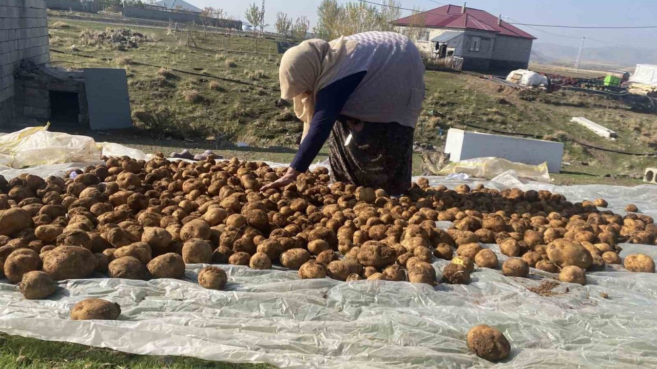 Patnos'ta Kışlık Patates Geleneği: Binlerce Kilo Patates Toprağa Gömülerek Saklanıyor