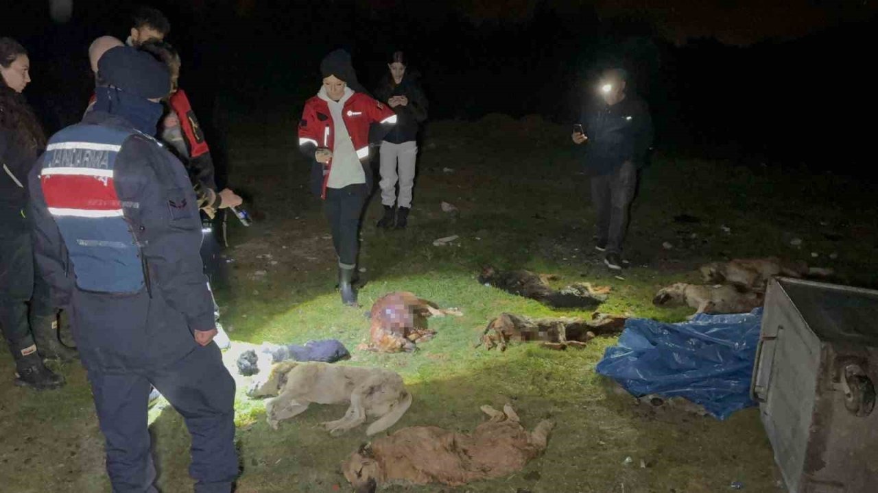 Samsun'da Çöp Konteynerinde 9 Telef Olmuş Köpek Bulundu