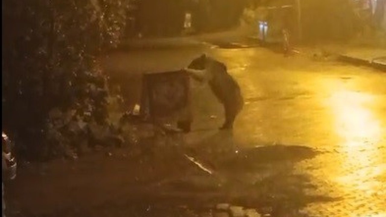 Sarıkamış'ta Kış Uykusunu Unutan Bozayı Mahallede Yiyecek Aradı