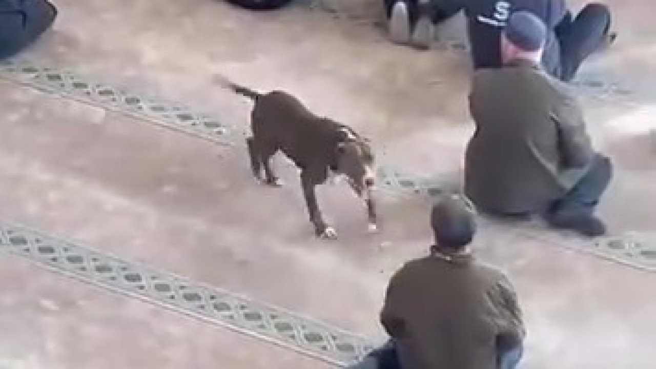 Camiye giren pitbull tedirginliğe neden oldu
