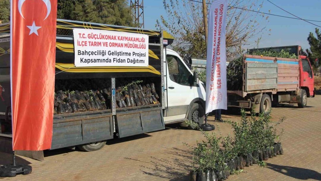 Şırnak'ta çiftçilere 4 bin zeytin fidanı dağıtıldı