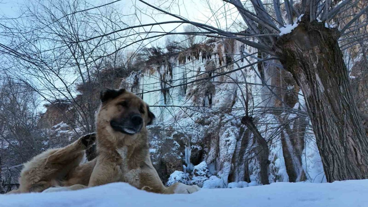 Erzincan’da doğa dondu, Girlevik Şelalesi buz kesti