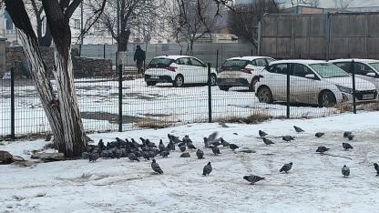 Iğdır’da Kar Esareti: Güvercinler Bir Lokma Yem İçin Birbiriyle Yarıştı