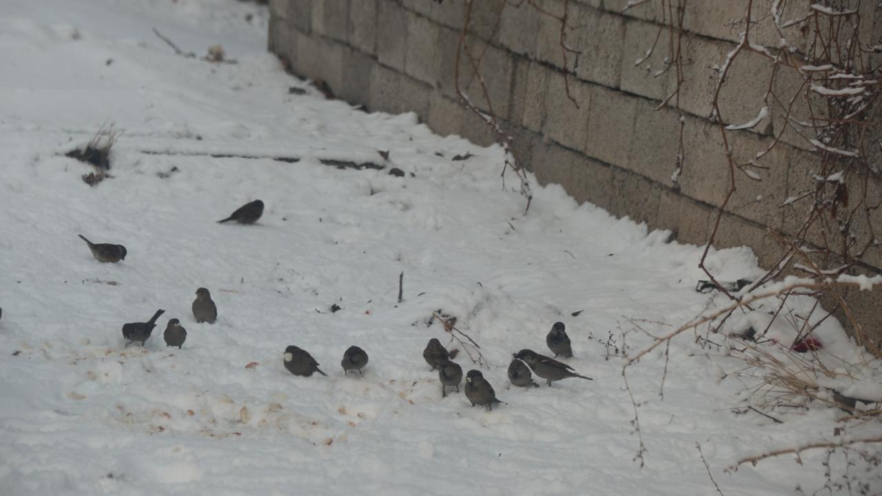 Iğdır'da soğuk hava Sokak hayvanlarını olumsuz etkiledi