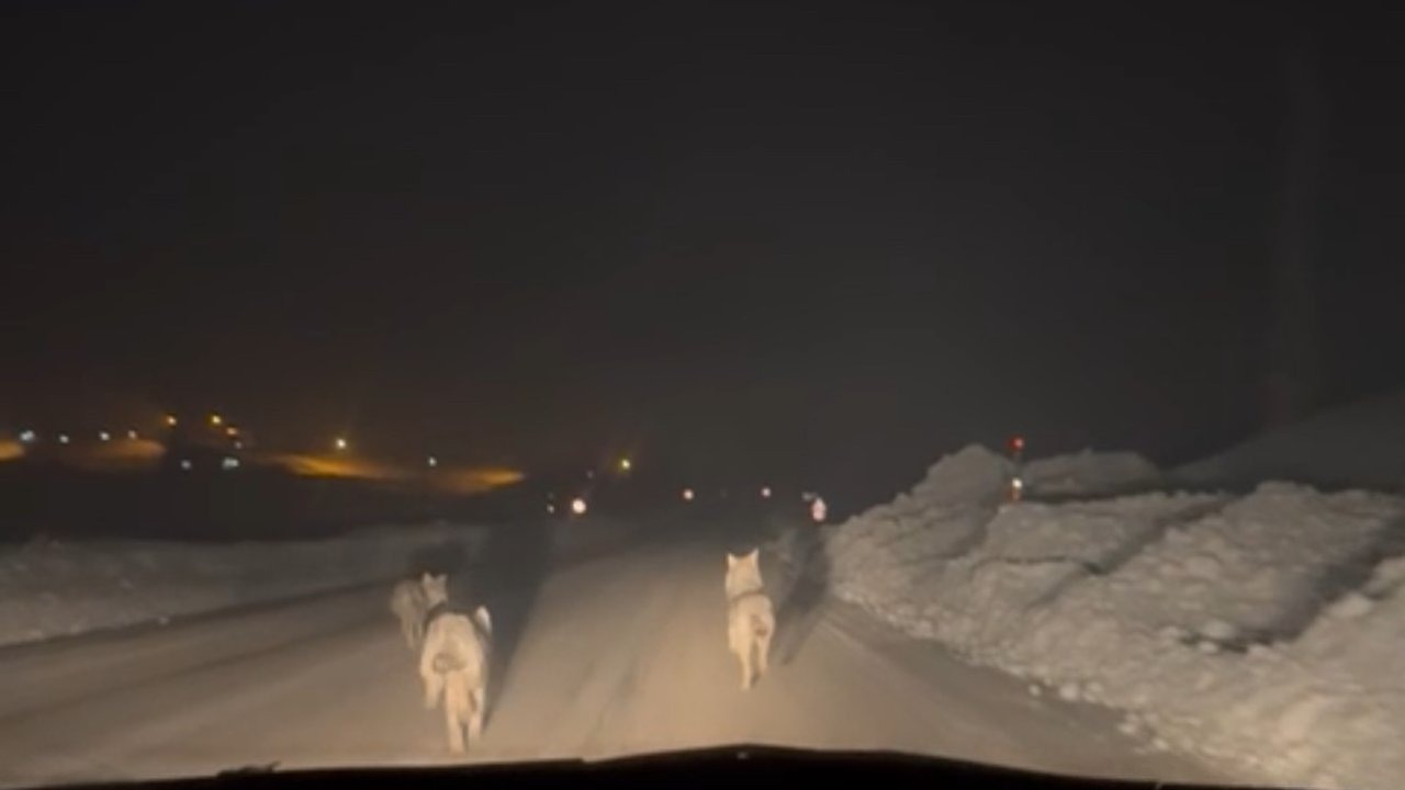 Yüksekova’da aç kalan kurt sürüsü köy yoluna indi