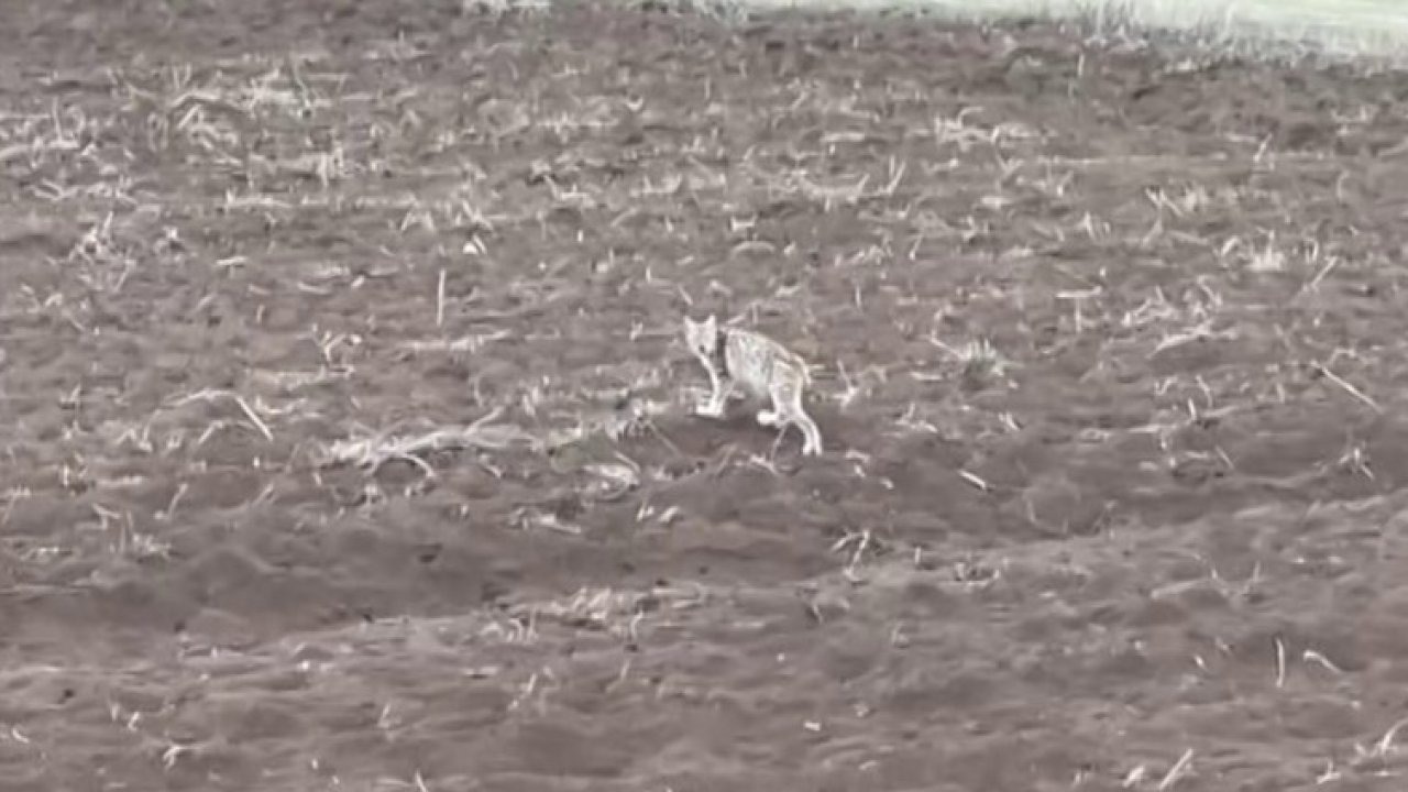 Arazide tek başına yürüyen yavru vaşak, sürüden ayrılan pengueni hatırlattı