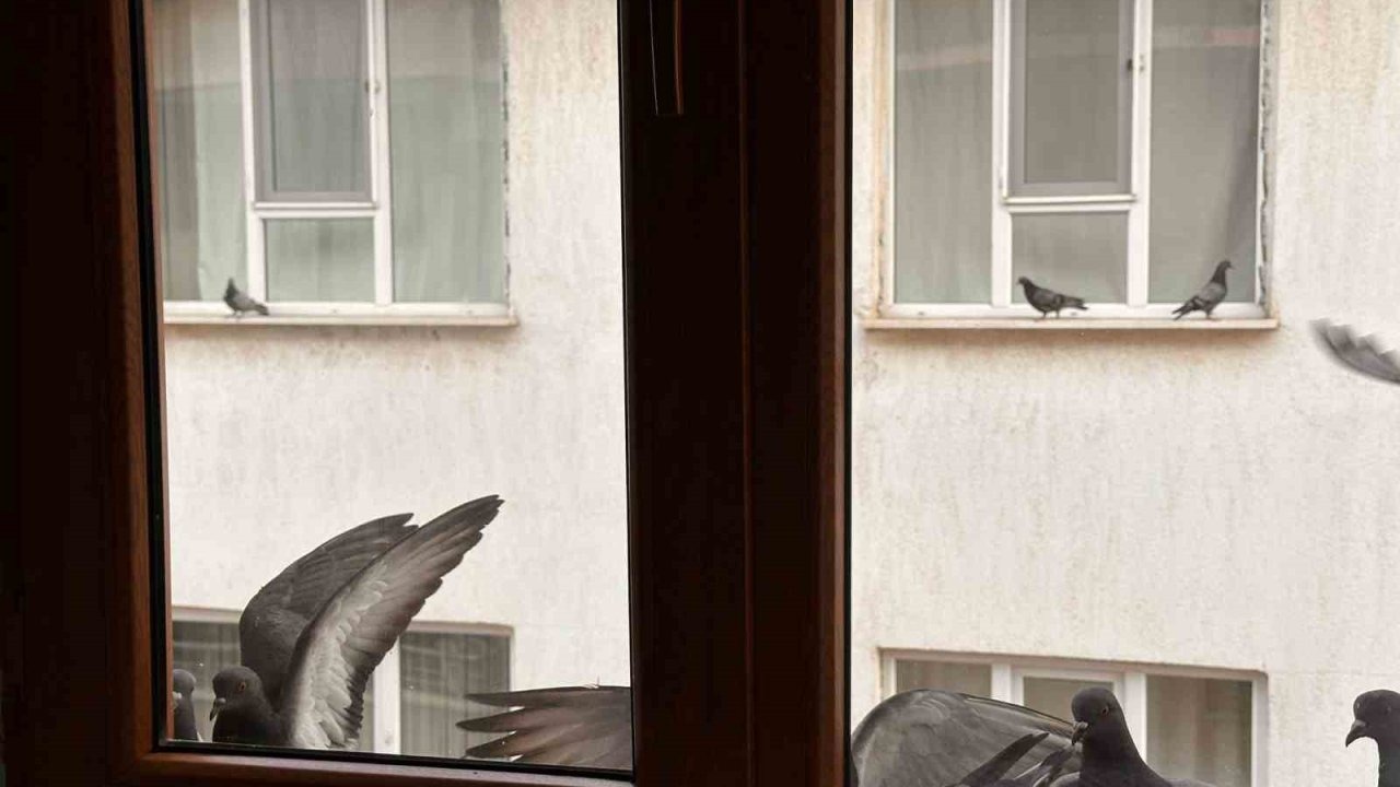 Muş’ta Ortaokul Öğrencisinden Kuşlara Yaşam Eli: Dondurucu Soğukta Örnek Davranış