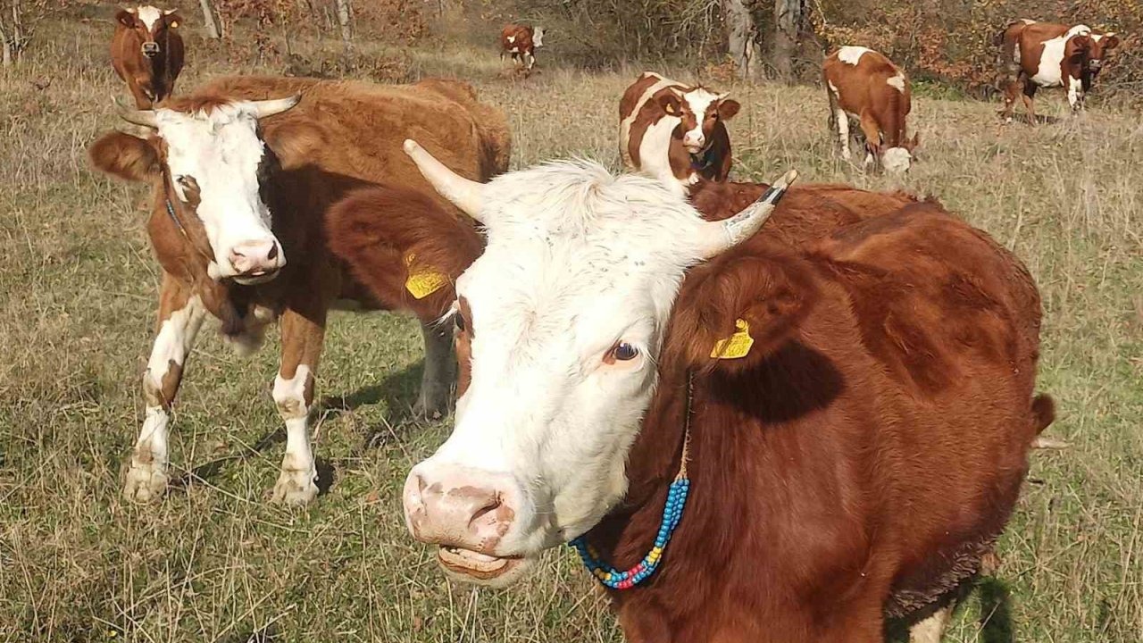 Türkiye Genelinde İlkbahar Şap Aşılama Seferberliği Başladı