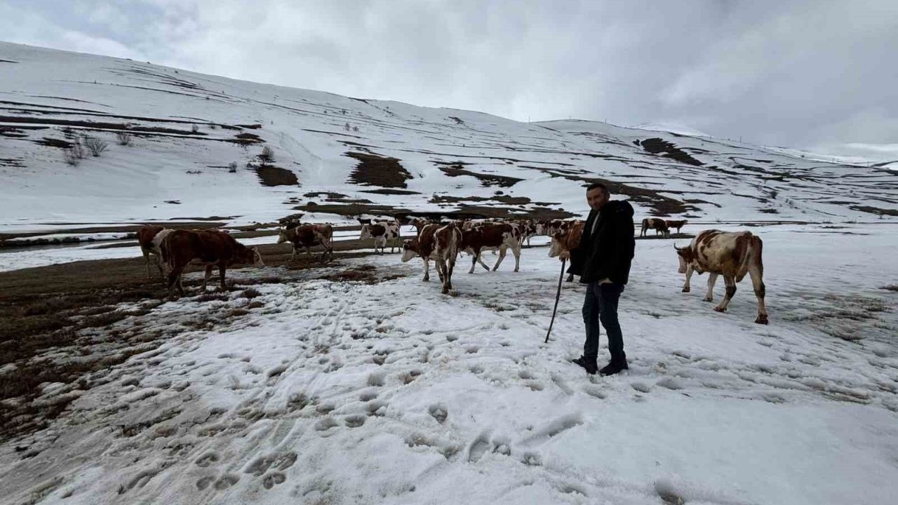 Ardahan’da Bahar Gecikti, Besici Perişan: "Saman ve Ot Karaborsaya Düştü"