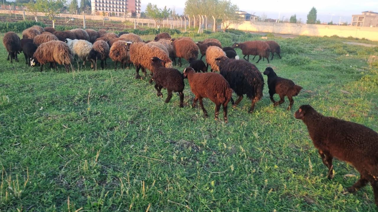 Iğdır'ın yeşeren meralarında koyunlar kuzularıyla buluştu