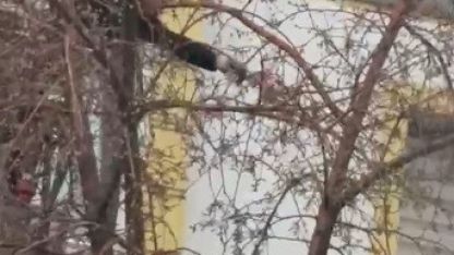 Sarıkamış'ta Can Pazarı: Ağaçta Mahsur Kalan Güvercin İçin İtfaiye Seferber Oldu