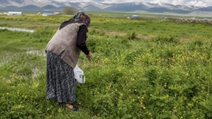 Ağrı'da Şifalı Ot Mesaisi Başladı: Yazılı Köyü Sakinleri Meralara Akın Etti