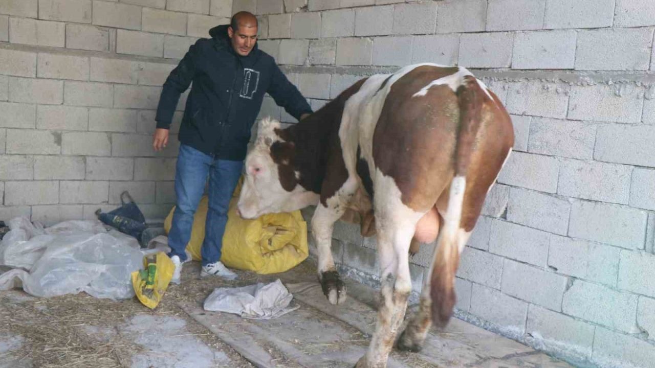Ağrı Diyadin'de Hayvancılığın Gelişmesi İçin Süt Tesisi Talebi