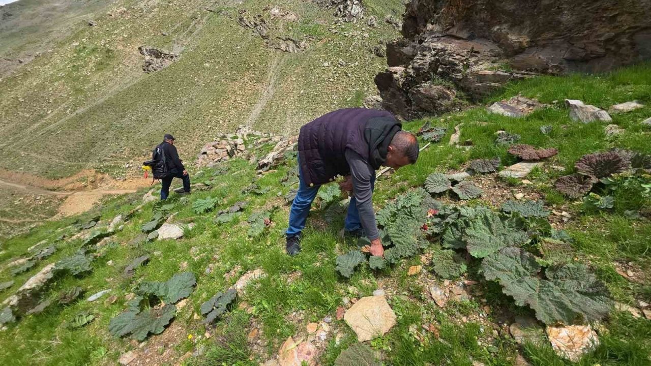 Bitlis Dağlarında Yayla Muzu Mesaisi Başladı: Kilogramı 750 Liradan Satılıyor