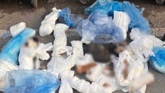 Buca'da Kan Donduran Vahşet: Çöp Konteyneri Önünde 33 Ölü Kedi Bulundu