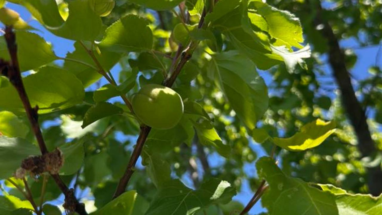 Doğunun Çukurovası'nda Buruk Sezon: Kayısı Anca Iğdır'a Yetecek