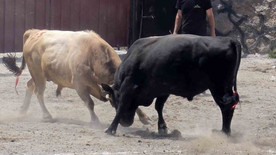 Erzurum’da Coşku Dorukta: Geleneksel İspir Boğa Güreşleri