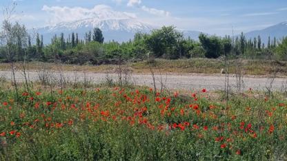 Iğdır Ovası Alaza Büründü: Ağrı Dağı Eteklerinde Renk Cümbüşü