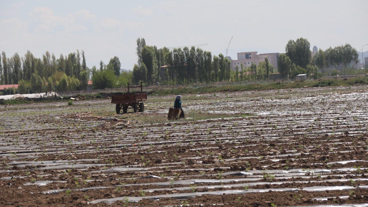 Iğdır Ovası’nda Örtü Altı Sebzeler Yeşermeye Başladı