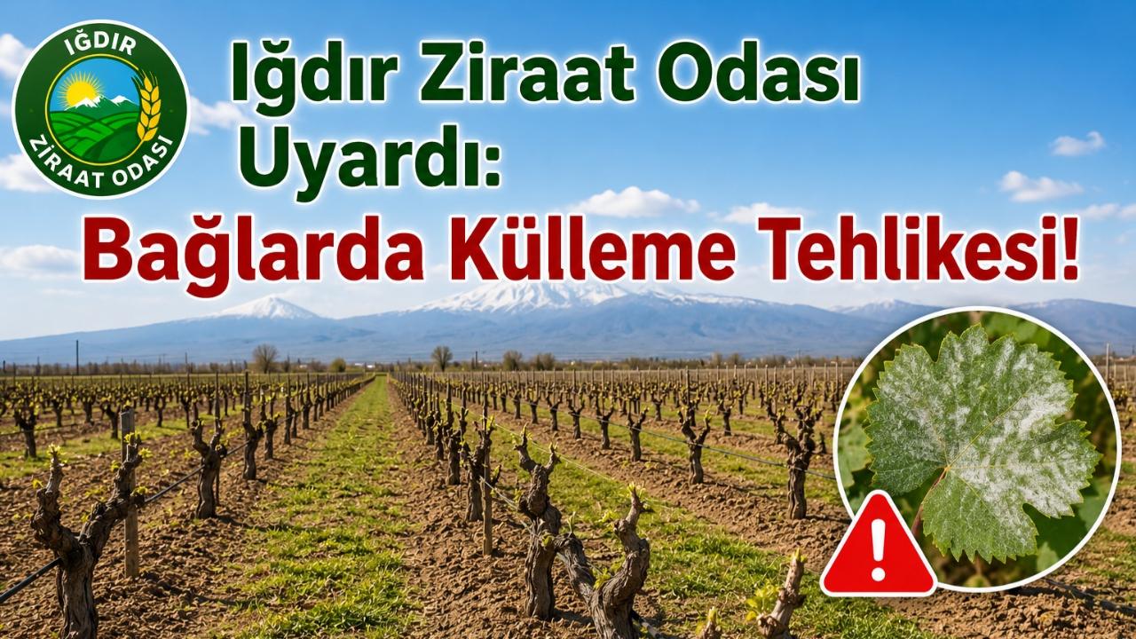 Iğdır Ziraat Odası Uyardı: Bağlarda Külleme Tehlikesi!