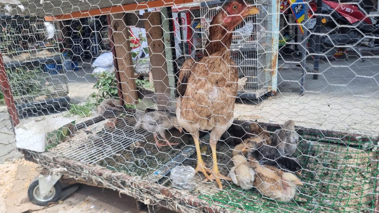 Iğdır’da Kümes Hayvanları Yumurtadan Çıkmaya Başladı
