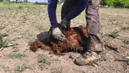 Iğdır’da Yayla Hazırlığı: Koyunlarda Kırpım Mesaisi Başladı