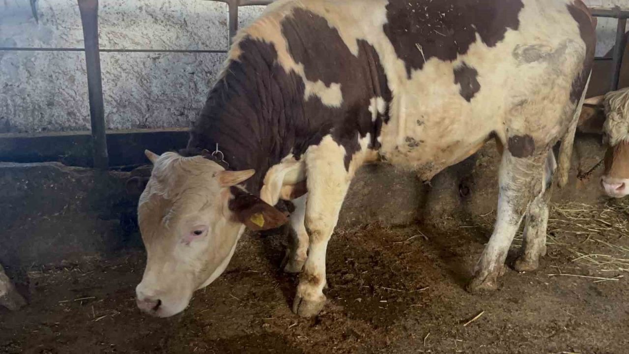 Kars'ta Kurban Pazarının Yıldızı: 600 Kiloluk Simental Boğa "Varto" 250 Bin Liradan Satışta