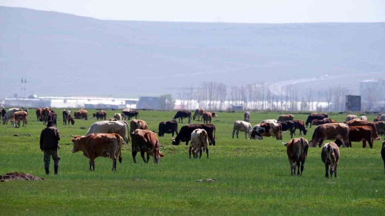 Kurbanlık Alacaklar Dikkat: Dolandırıcıların Yeni Yöntemi "Sahte Fotoğraflı İlan"