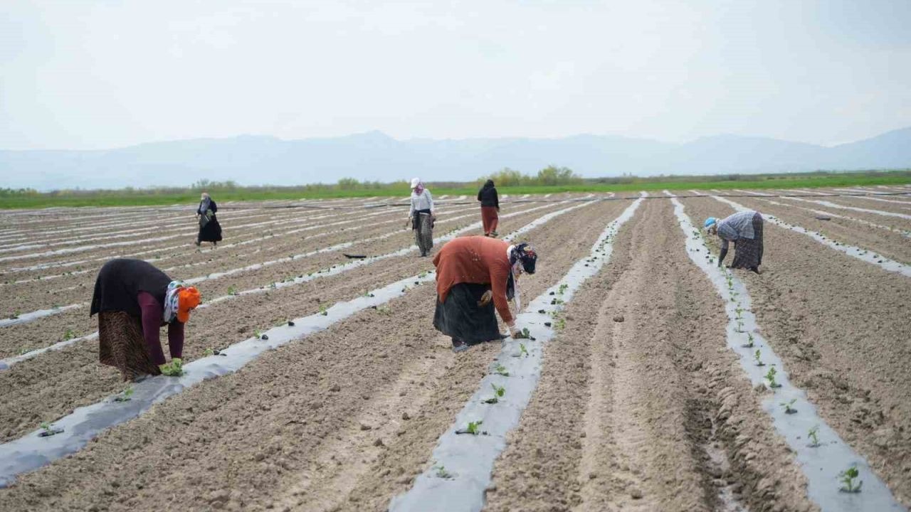 Muş Ovası’nda Karpuz Mesaisi Başladı: 2026 Hedefi 240 Bin Ton